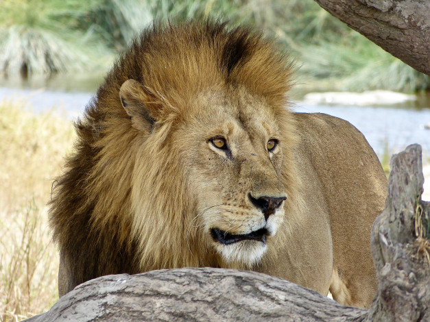 Обои картинки фото животные, львы, лев