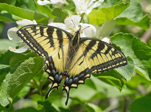 Обои картинки фото животные, бабочки,  мотыльки,  моли, бабочка