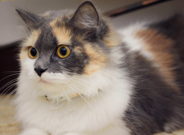 Обои картинки фото животные, коты, кошка