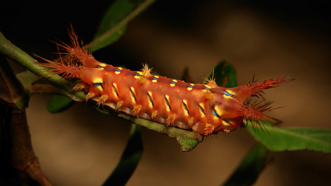 Обои картинки фото животные, гусеницы, гусеница