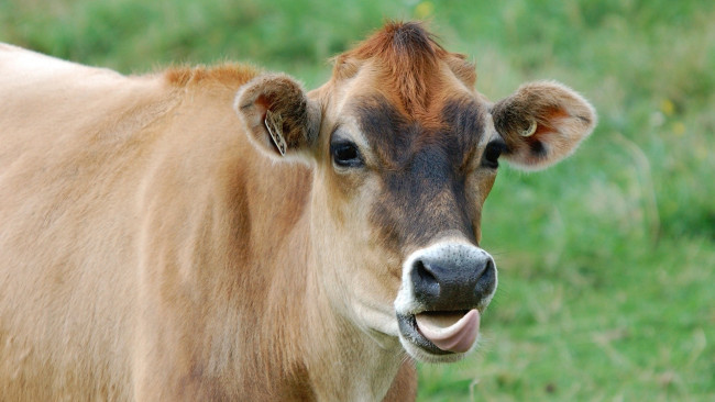 Обои картинки фото животные, коровы,  буйволы, взгляд