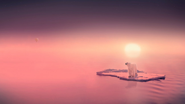Обои картинки фото животные, медведи, льдина