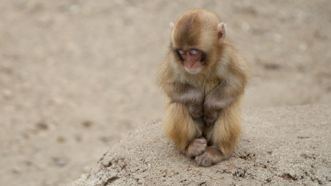 Обои картинки фото животные, обезьяны, детеныш