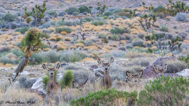 Обои картинки фото животные, олени