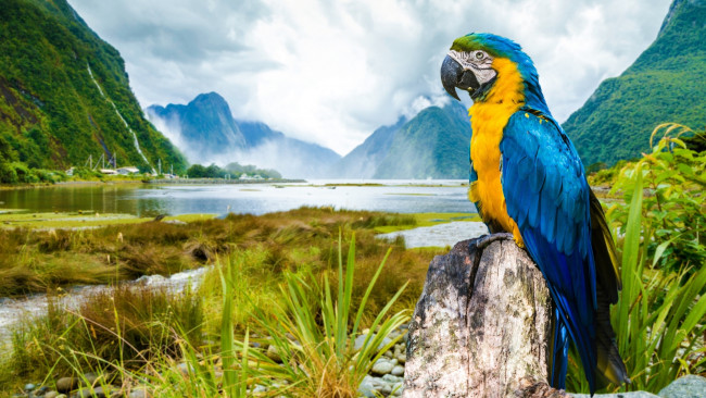 Обои картинки фото животные, попугаи, природа