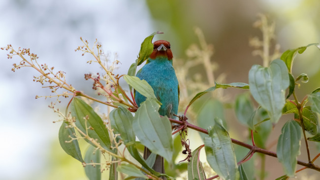 Обои картинки фото животные, птицы, птица