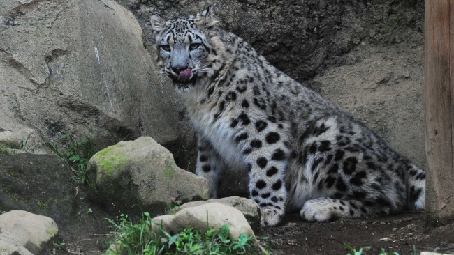 Обои картинки фото животные, снежный барс , ирбис, камни