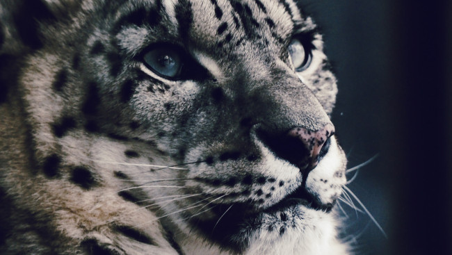 Обои картинки фото животные, снежный барс , ирбис, морда