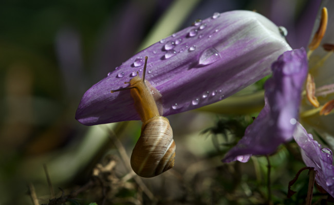Обои картинки фото животные, улитки, цветок, капли, макро, улитка