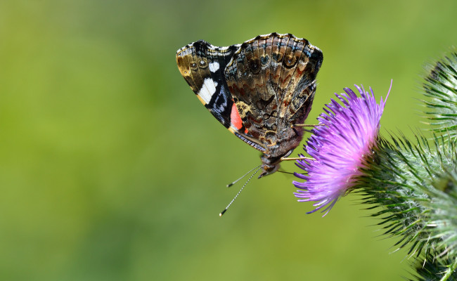 Обои картинки фото животные, бабочки,  мотыльки,  моли, бабочка