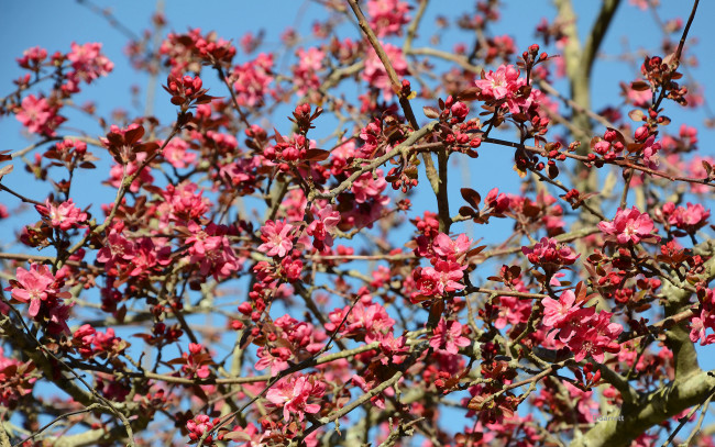 Обои картинки фото цветы, айва