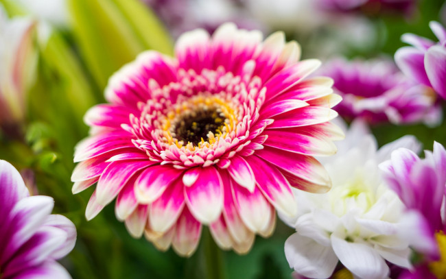 Обои картинки фото цветы, герберы, гербера