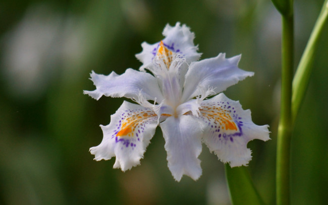 Обои картинки фото цветы, ирисы, ирис