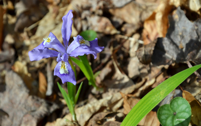 Обои картинки фото цветы, ирисы, весна