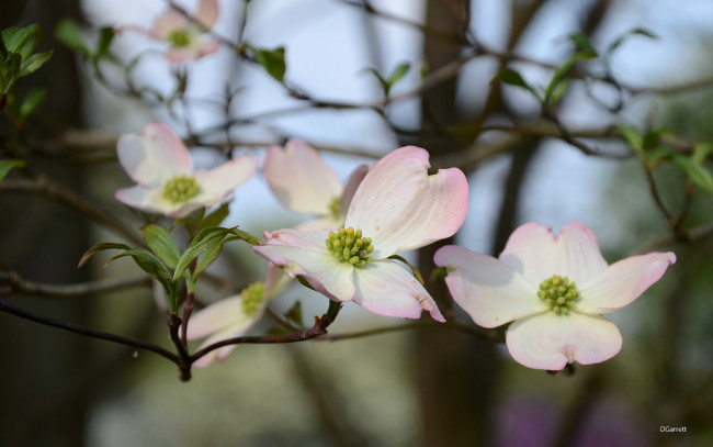 Обои картинки фото цветы, кизил