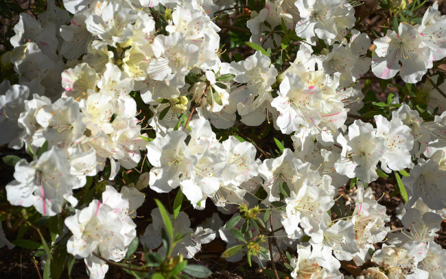 Обои картинки фото цветы, рододендроны , азалии