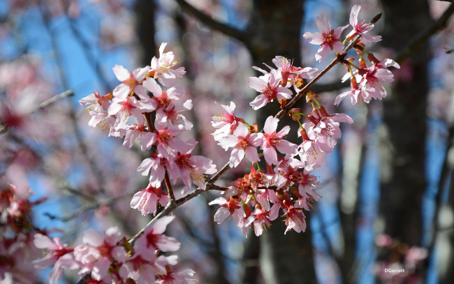 Обои картинки фото цветы, сакура,  вишня, весна