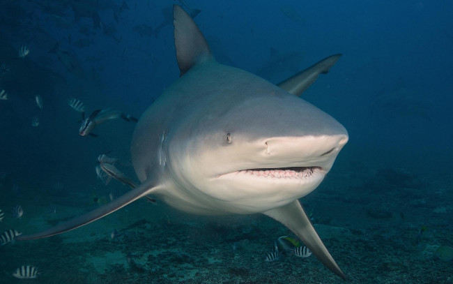 Обои картинки фото животные, акулы, море, акула