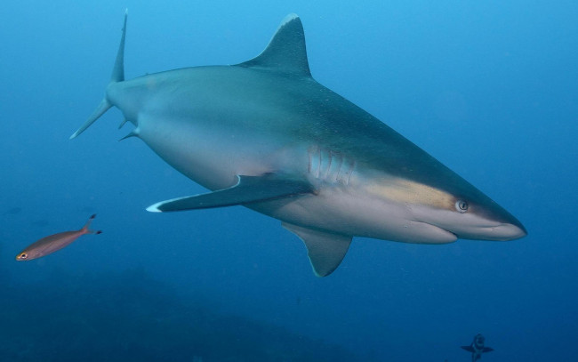 Обои картинки фото животные, акулы, море, акула