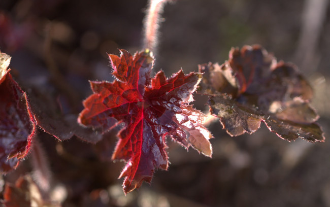 Обои картинки фото природа, листья, листик