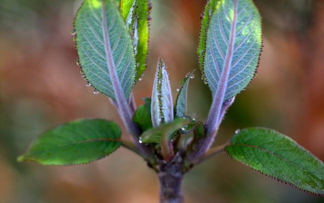 Обои картинки фото природа, листья, листики