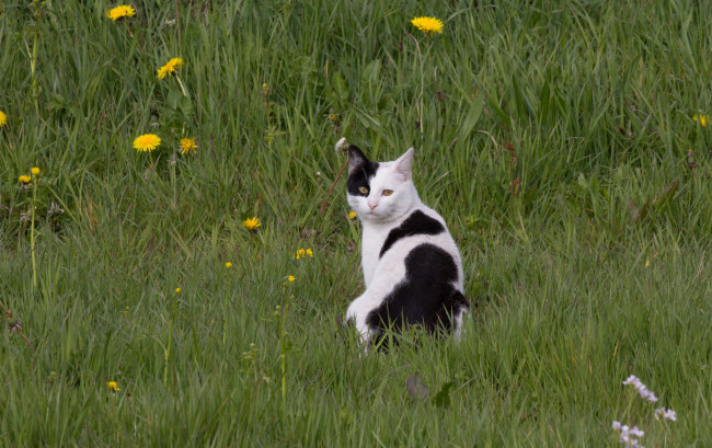 Обои картинки фото животные, коты, киса