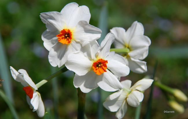 Обои картинки фото цветы, нарциссы