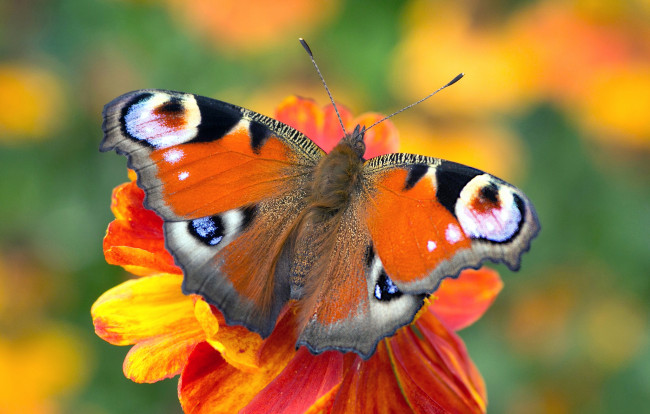 Обои картинки фото животные, бабочки,  мотыльки,  моли, бабочка