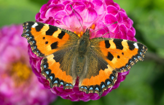 Обои картинки фото животные, бабочки,  мотыльки,  моли, бабочка