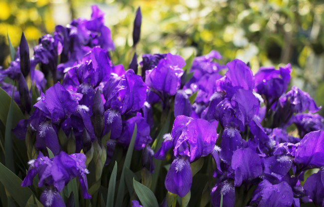 Обои картинки фото цветы, ирисы