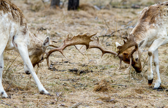 Обои картинки фото животные, олени