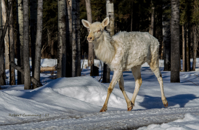 Обои картинки фото животные, олени, белый