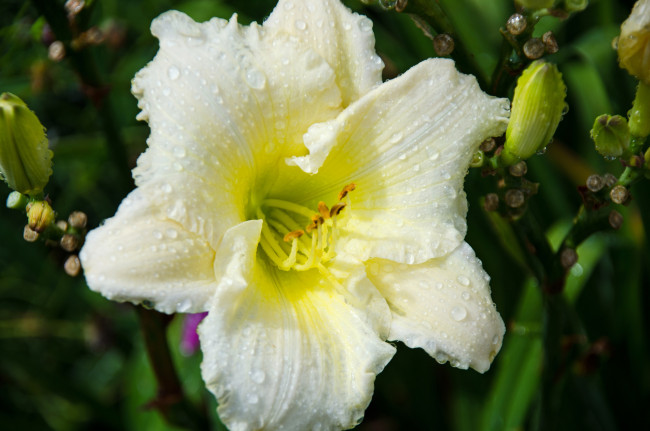 Обои картинки фото цветы, лилии,  лилейники, лилейник