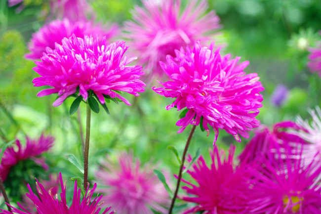 Обои картинки фото цветы, астры, осень, растения, флора, сентябрь, природа, позитив, красота