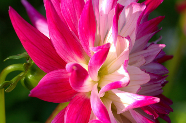 Обои картинки фото цветы, георгины, лепестки