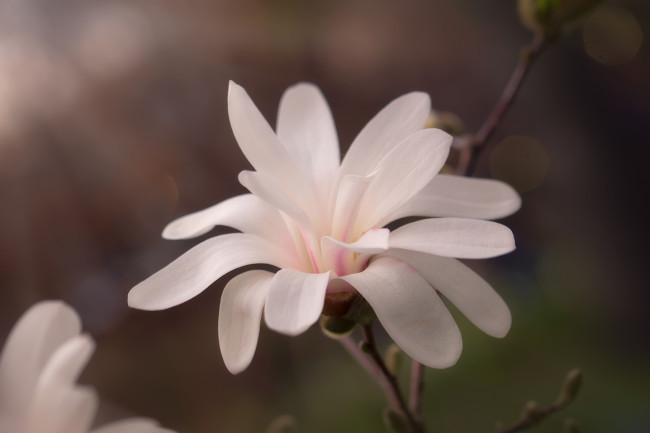 Обои картинки фото цветы, магнолии, цветение, ветка, цветок, магнолия