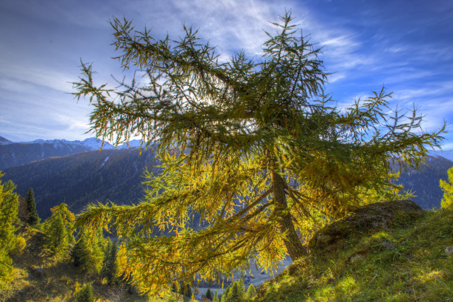 Обои картинки фото природа, деревья, простор