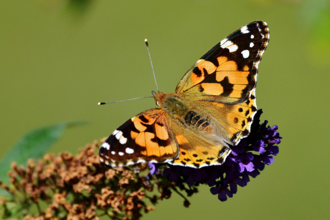 Обои картинки фото животные, бабочки,  мотыльки,  моли, бабочка