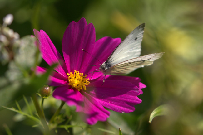 Обои картинки фото животные, бабочки,  мотыльки,  моли, бабочка