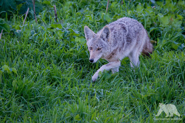 Обои картинки фото животные, волки,  койоты,  шакалы, крадётся