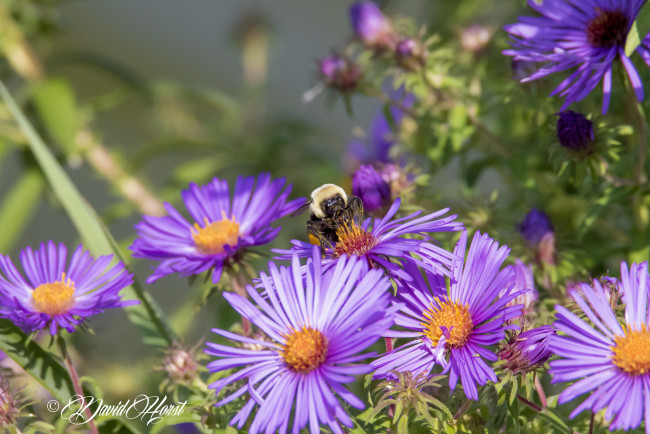 Обои картинки фото цветы, аизовые, сиреневые