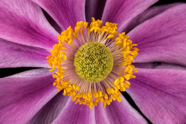 Обои картинки фото цветы, анемоны,  сон-трава, макро