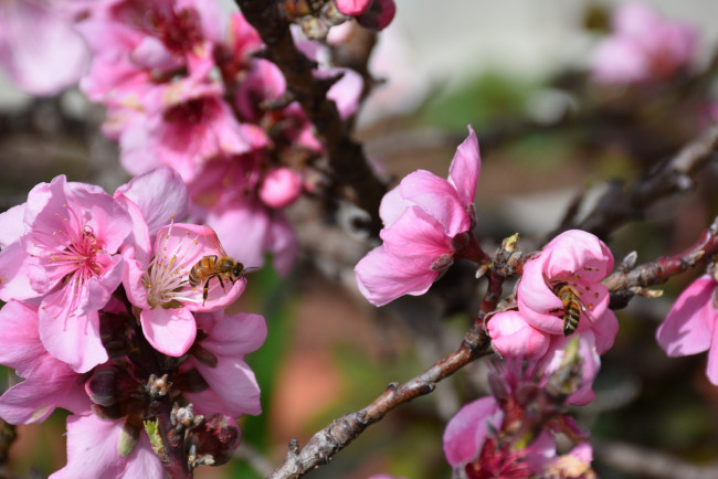 Обои картинки фото цветы, цветущие деревья ,  кустарники, весна