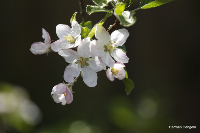 Обои картинки фото цветы, цветущие деревья ,  кустарники, весна
