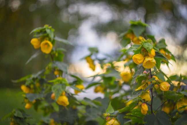 Обои картинки фото цветы, цветущие деревья ,  кустарники, жёлтые