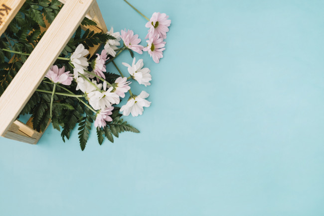 Обои картинки фото цветы, хризантемы, коробка, фон