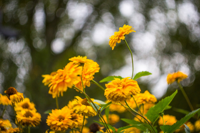 Обои картинки фото цветы, жёлтые