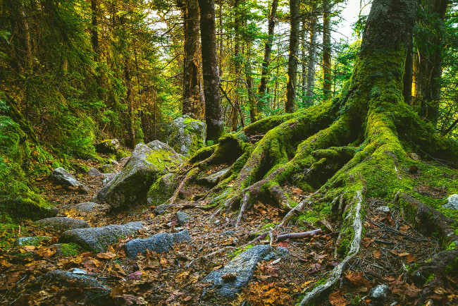 Обои картинки фото природа, лес, простор