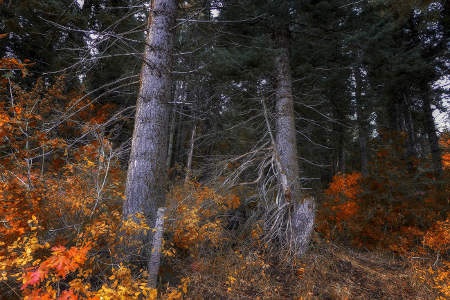 Обои картинки фото природа, лес, простор