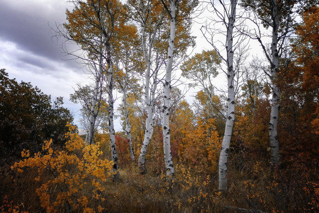 Обои картинки фото природа, лес, простор